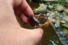 Geothelphusa eucrinodonta