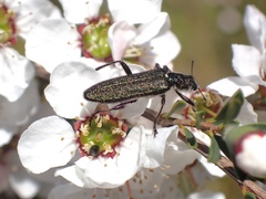 Eleale aspera
