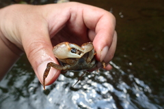 Geothelphusa eucrinodonta