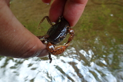 Geothelphusa eucrinodonta