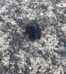 Pterohelaeus striatopunctatus