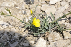 Linum pallasianum