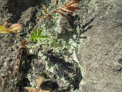 Potentilla longifolia