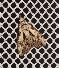 Nola pleurochorda