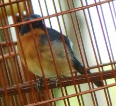 Cyornis