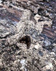 Nasutitermes walkeri