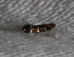 Stagmatophora argyrostrepta