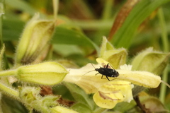 Macrotylus quadrilineatus