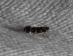 Stagmatophora argyrostrepta