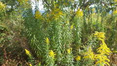 Solidago altissima