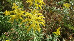 Solidago altissima