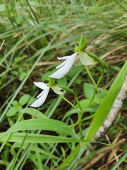 Habenaria longicorniculata