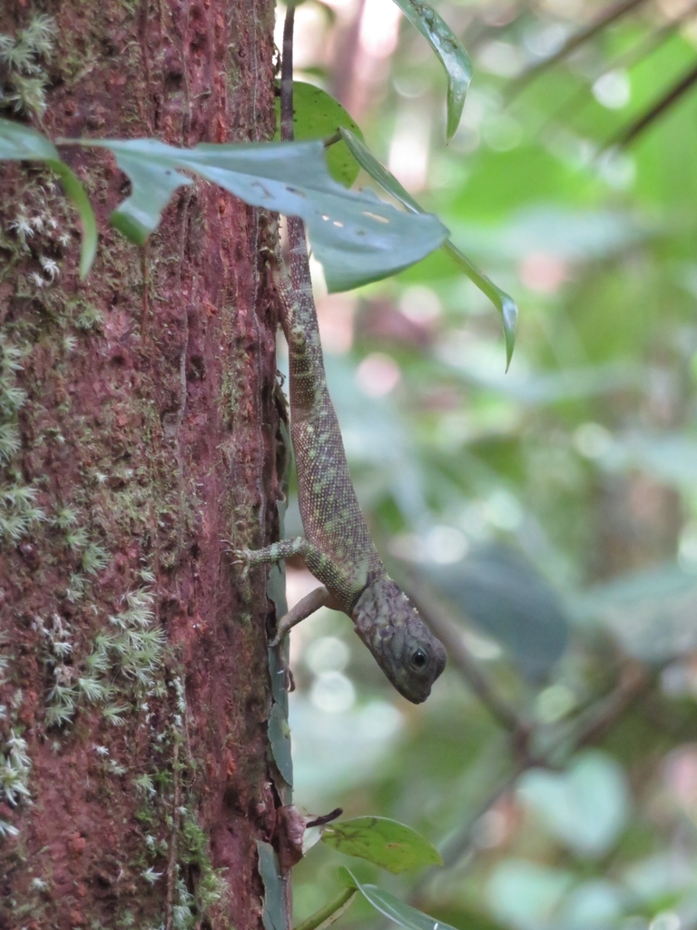 Blue-Lipped Tree Lizard