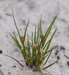 Centrolepis aristata