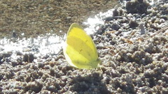 Eurema