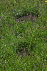 Cynosurus cristatus