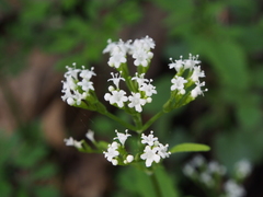 Valeriana flaccidissima
