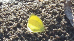 Eurema