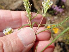 Hebenstretia parviflora