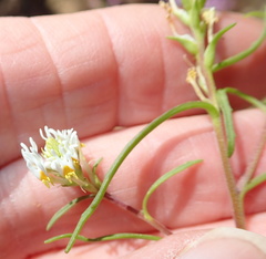 Hebenstretia parviflora