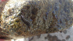 Philopotamoidea