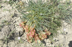 Astragalus suprapilosus