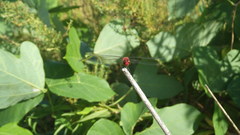 Sympetrum darwinianum
