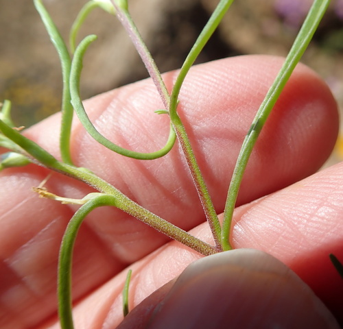 Image of Hebenstretia parviflora by no rights reserved