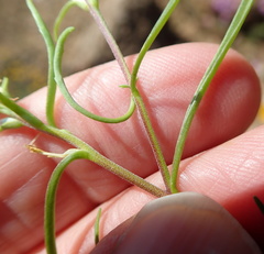 Hebenstretia parviflora