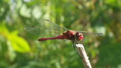 Sympetrum darwinianum