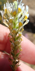 Hebenstretia parviflora