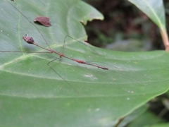 Ghilianella clavellata