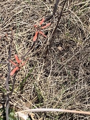 Aloe greatheadii