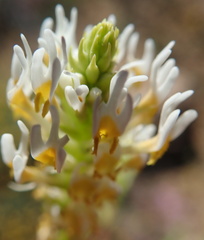 Hebenstretia parviflora