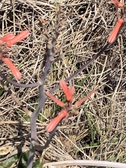 Aloe greatheadii