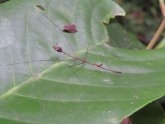 Ghilianella clavellata