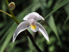 Bletilla formosana