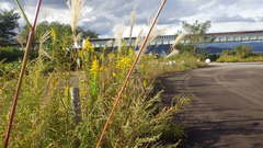 Sympetrum infuscatum