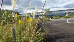 Sympetrum infuscatum