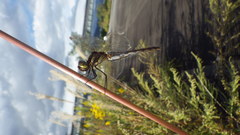 Sympetrum infuscatum
