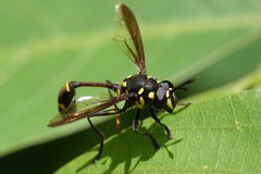 Monoceromyia javana
