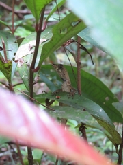 Anolis chrysolepis