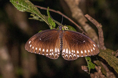 Papilio dravidarum