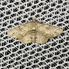Cleora repetita
