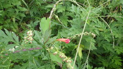 Ipomoea coccinea