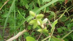 Xanthium strumarium canadense