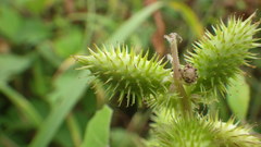Xanthium strumarium canadense