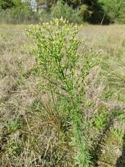 Erigeron canadensis
