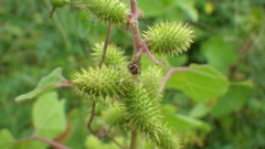 Xanthium strumarium canadense
