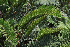 Blechnum cordatum